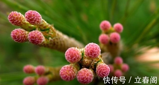 松科|你知道这是什么花吗？其实，你家山上就有，只是没有在意