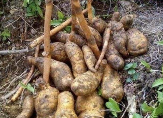 在山坡下,倘若遇见1种“野生天麻”,请别乱挖,1斤卖650元!