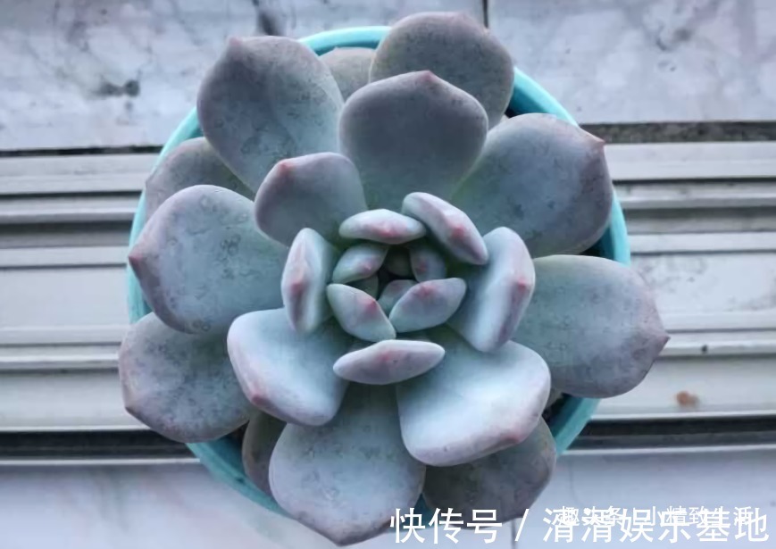 不喜水的多肉,却可以水培2种操作方法,肉肉照样出状态