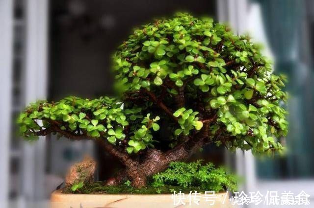 金枝玉叶使劲晒太阳,枝干木质化,养成盆景价值翻倍