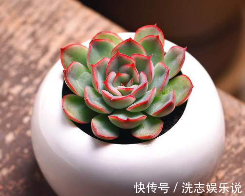 花月夜|多肉猎户座怎么养更艳丽教你3个小妙招,养出最美的猎户座