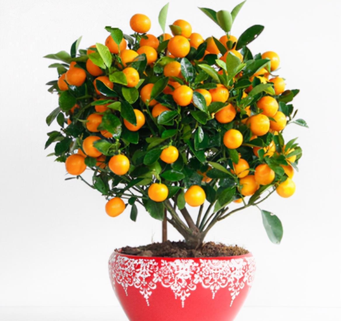 养花|5种“调味品”养花，能杀虫除菌，叶绿花艳，你用过几种？