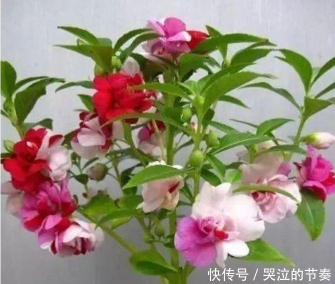 指甲花|4种花好养又漂亮，家里养一盆，满屋飘香，养庭院，十里飘香