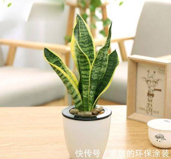 秋天降温后，养6种花要管住手，少浇水才能出状态，水多爱烂根