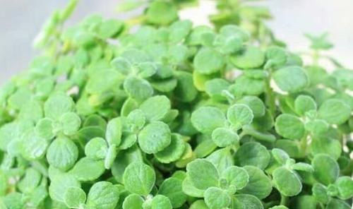 阳台|最受欢迎的4种花,不用费心管,就能旺盛生长,养盆放阳台美极了