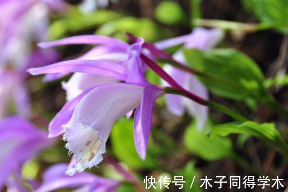 藤本樱霞|从8月30日开始,家养此款花卉,花开芳香四溢,养家里赏心悦目