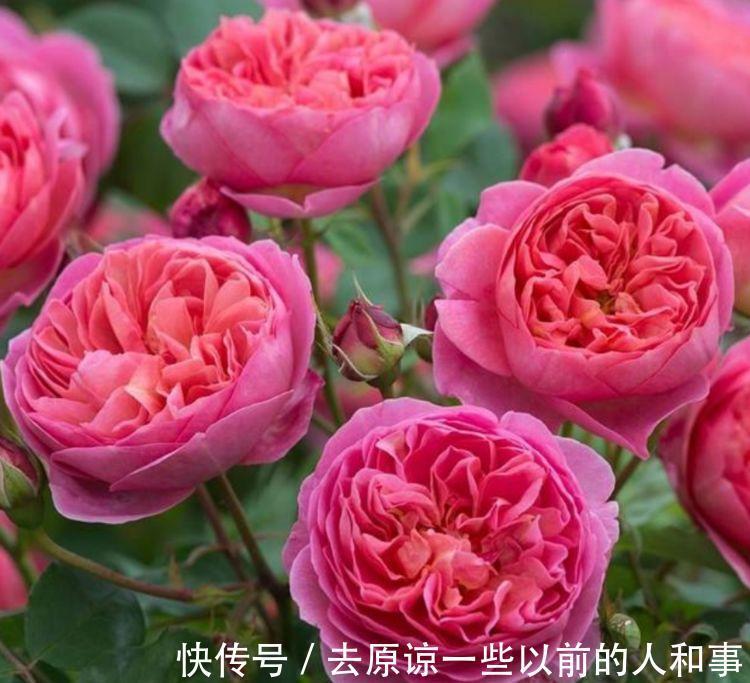 3种花很适合阳台养,花香四溢,开花旺,养庭院,十里飘香