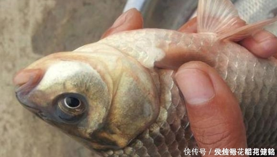 钓了三十年鱼,如今才公布:这诱鱼“八字诀”简单又实用,莫忽视