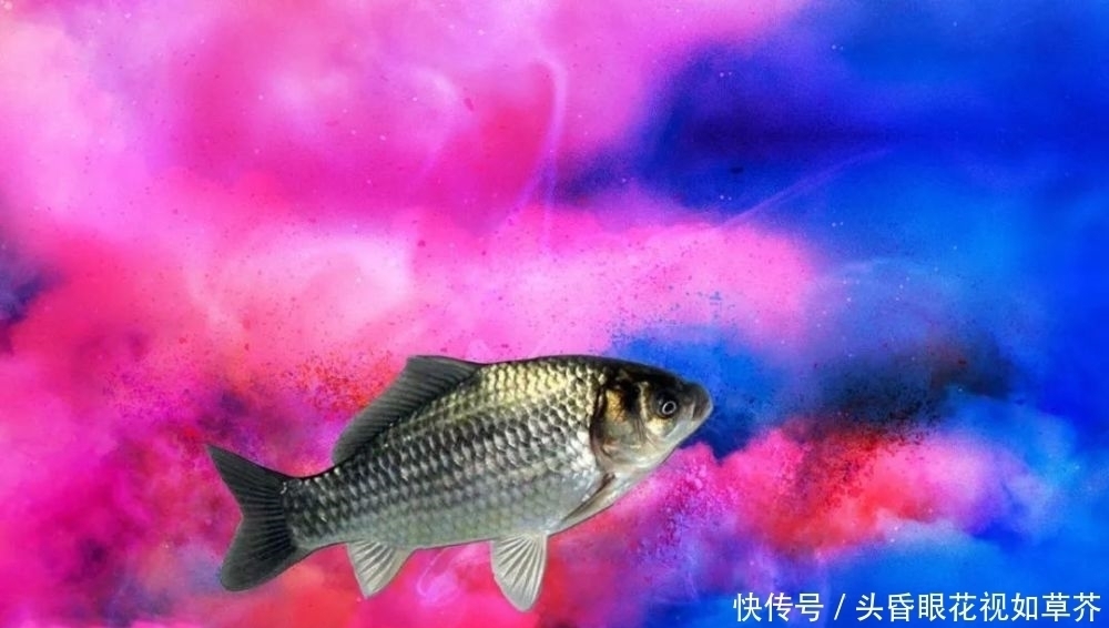 钓鱼饵料如何调配味型?什么味型垂钓效果好?味型小药的选择技巧