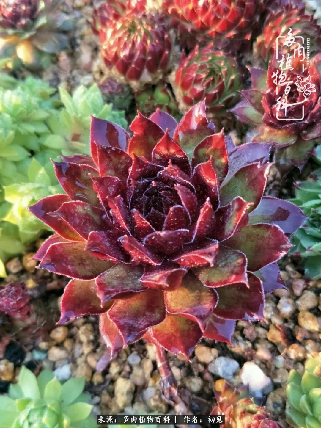 养多肉四周年,从初见到爱恋!幸福一直藏在浅薄的日子里!