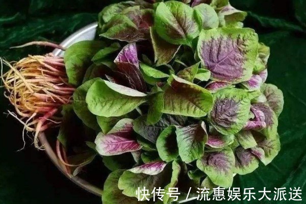 野菜|农村不起眼的4种野菜，含钙量比牛奶还高，老少皆宜，不吃可惜了