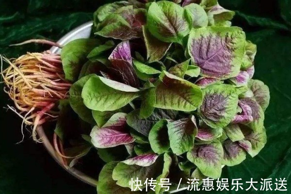 野菜|农村不起眼的4种野菜,含钙量比牛奶还高,老少皆宜,不吃可惜了