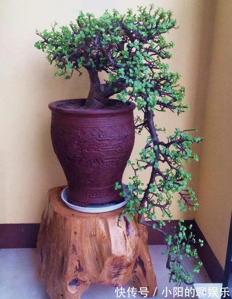 “寿命长”的11种花,好养寓意好,越养越值钱