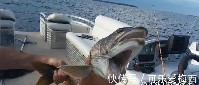 钓鱼|男子在湖里钓鱼，鱼钩一沉以为是大家伙，上钩一看不知所措