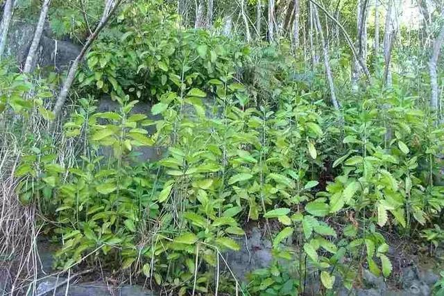 龙血景天|4种多肉植物不要随便丢在地上，小心它们占领你们的院子