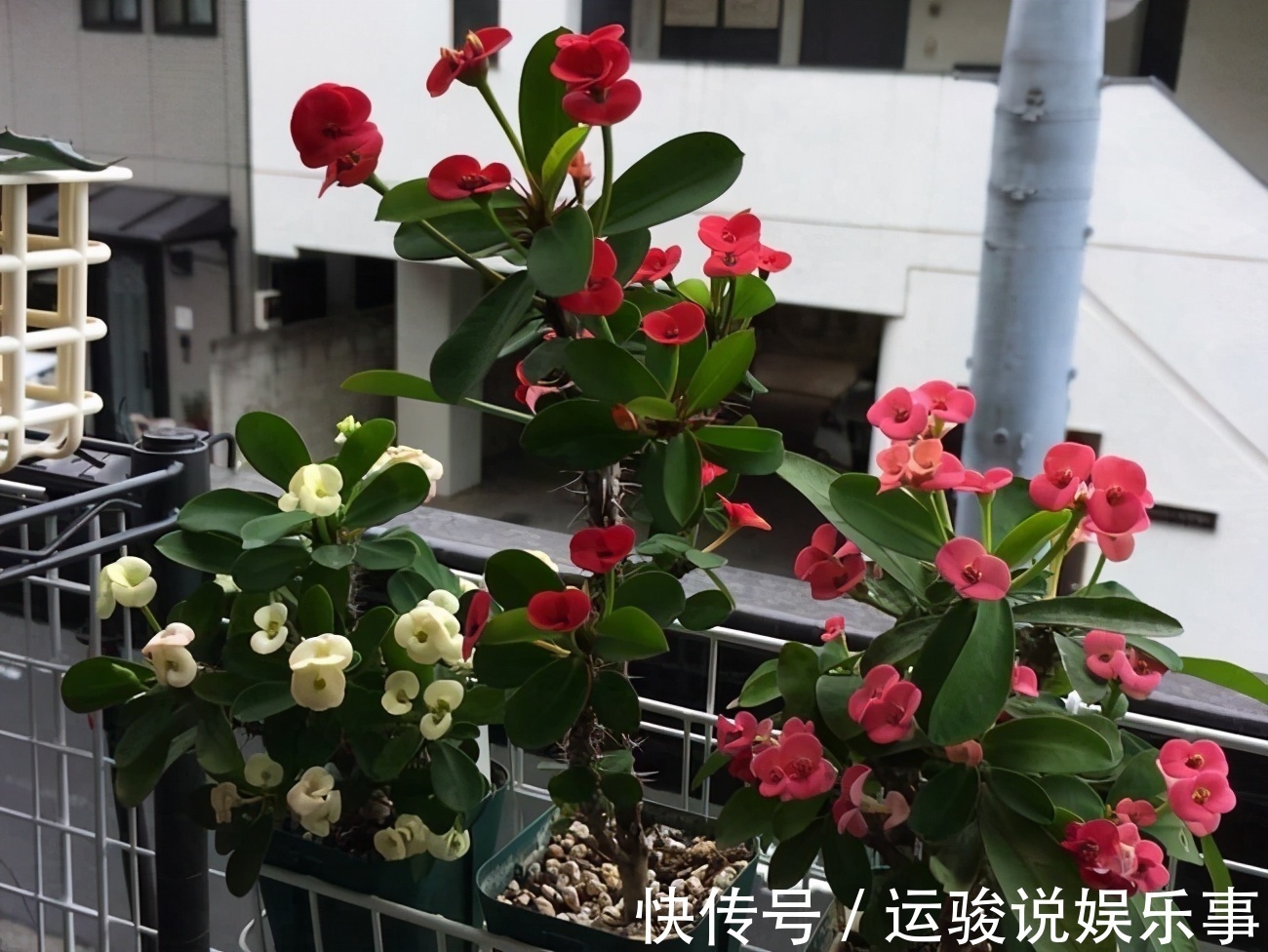 6种花超级喜欢太阳,晒得越多“花”越多,养一盆不亏
