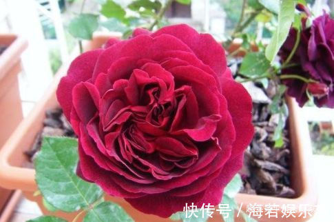 花色|喜欢玫瑰，不如养盆“高档玫瑰”曼斯特德伍德，花色深红，好养活