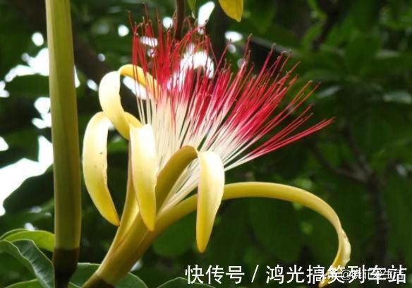 适合客厅养的6种“镇宅花”,美观大气又好养,越养越旺家