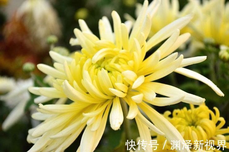 黄豆芽|女人不想显老,推荐吃三种食物,滋润肌肤,身体棒棒哒