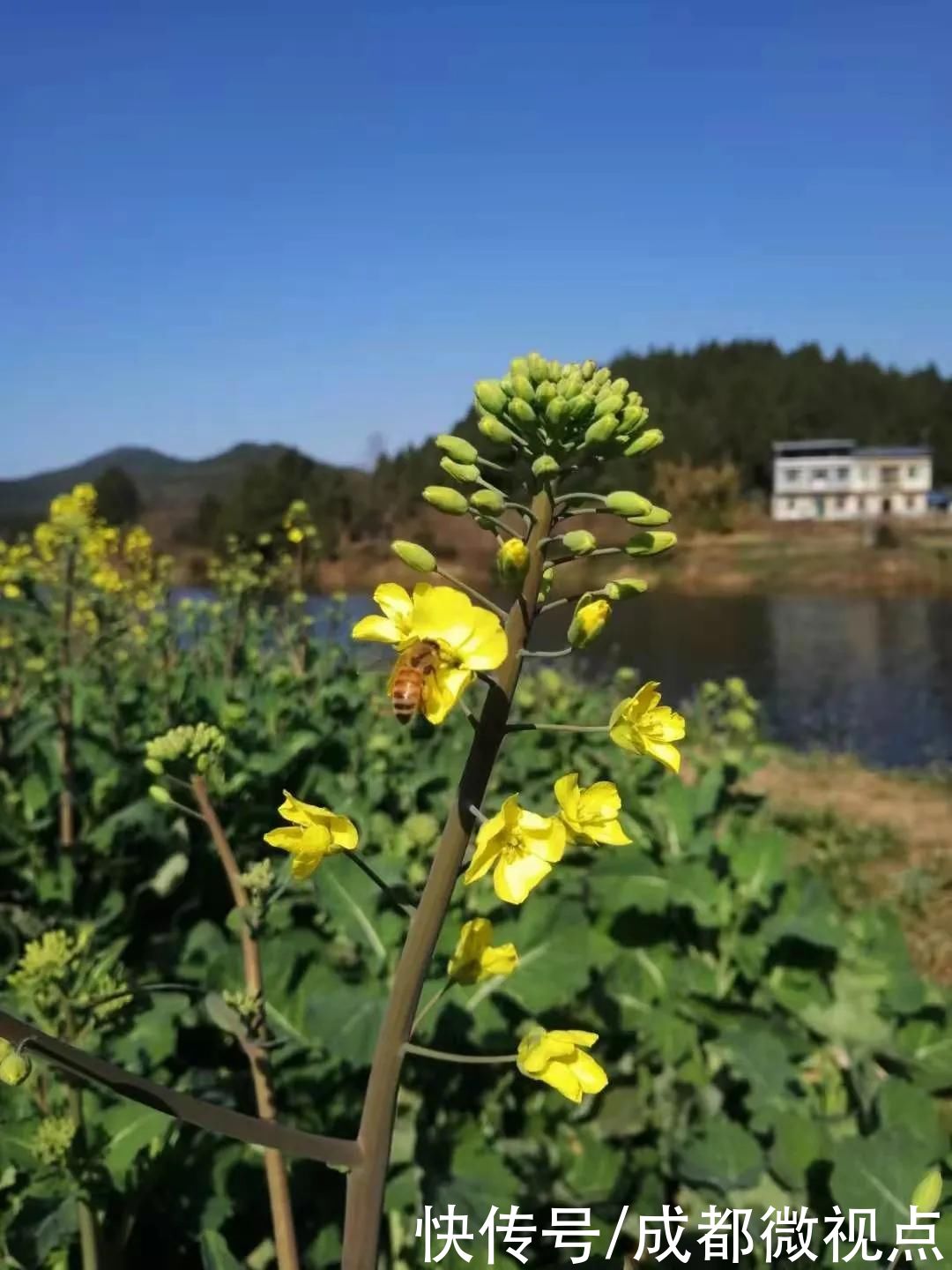 花已初开，春光无限