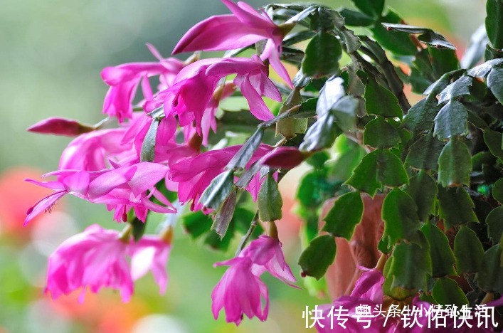 除了仙人掌,叶仙也能嫁接蟹爪兰,简单3步,7天就成活
