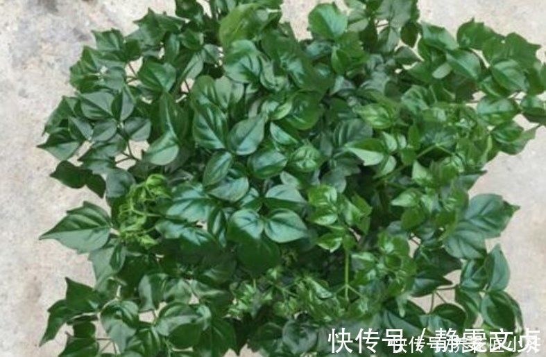 油绿|如果室内盆栽叶子油绿,一碰掉叶子,原因只有2个,救治很简单