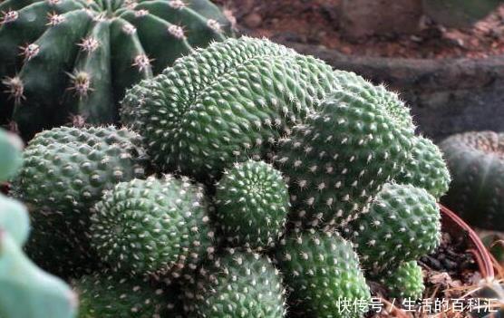 绿植|这四种绿植,十天半个月可以不浇水,爆芽、疯长到盆都装不下!