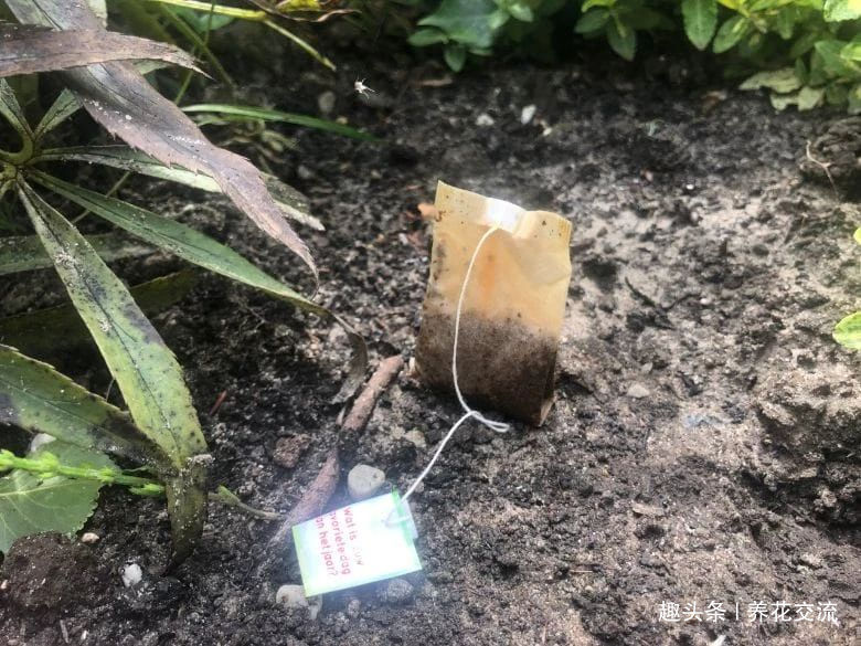 在家里养花时，肥皂水、鸡蛋壳或煮菜的水别丢，是可以用来养花的