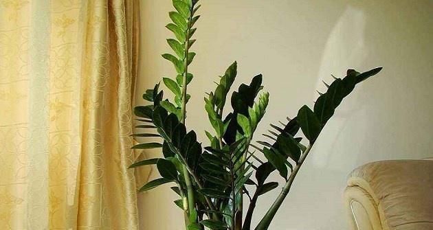 家里养盆金钱树,叶片四季翠绿,招财又纳福,金钱树养护窍门