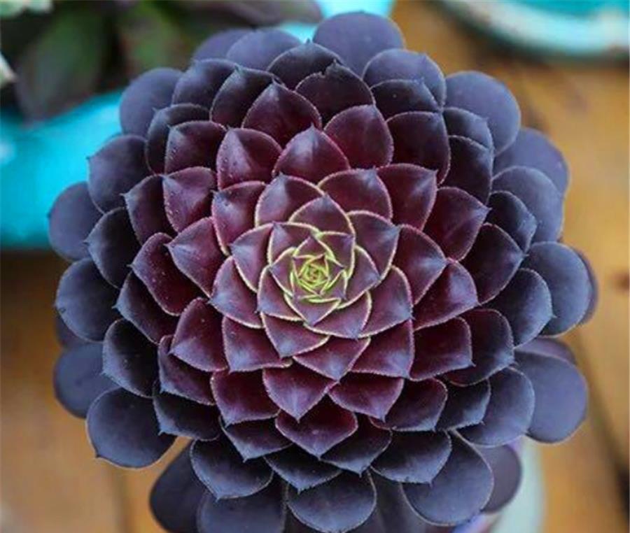 阿勇|法师夏天总黑腐?做好“1多1少1适中”,不落叶颜色美