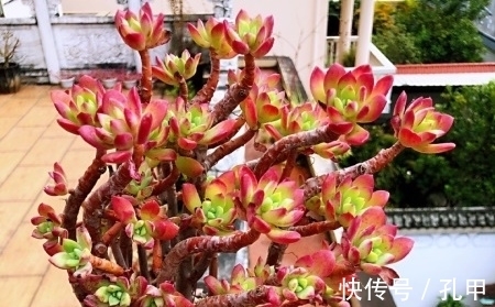 喜欢多肉养盆红稚莲,长势旺爆侧芽,养600天成老桩!