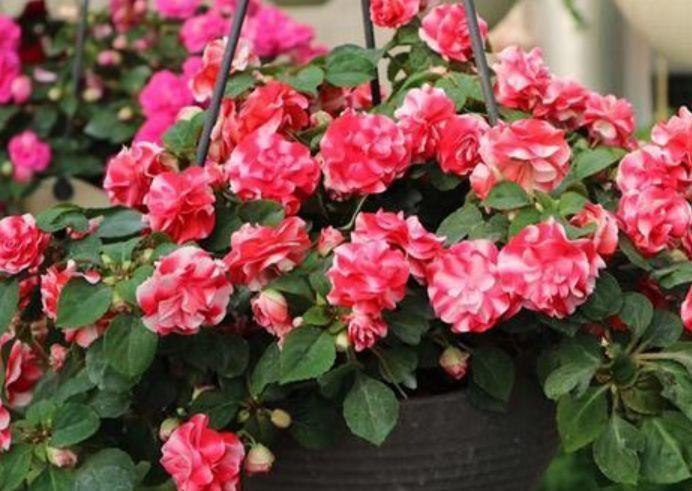 不停|超可爱的4种花,全年开花不停,花色美丽,对待新手很友好