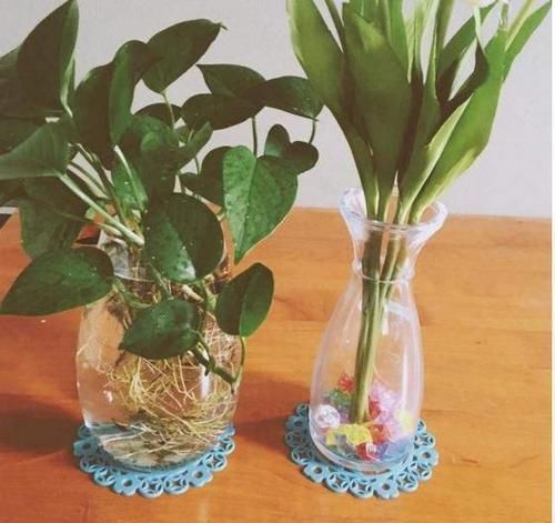 家里的小瓶、小罐别扔了,拿来养花,真是太养眼了!