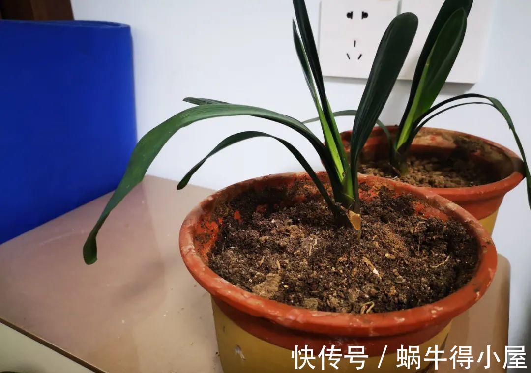 金枝玉叶|30℃以上,10种花就先别养了,买一盆死一盆,别怪我没提醒你