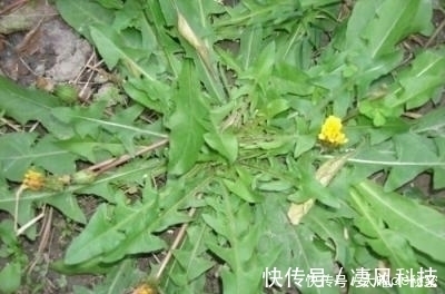 阳台上|天冷就吃这种“野菜”，种子撒一把，30天长成一盆