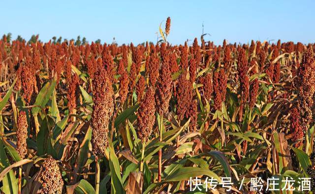 仁怀种养殖业：生态之美的新景观