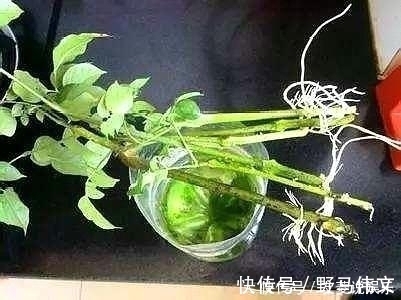 叶片|这5棵“树”太贵了,偷偷摘一截枝条就养活了,不用花钱买啦!
