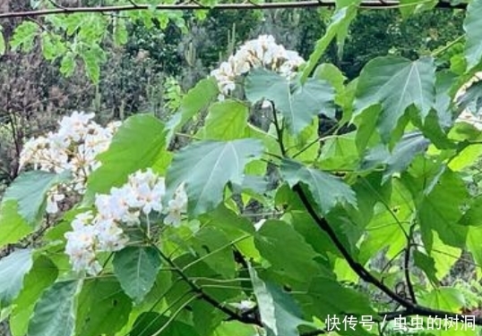 油桐落叶都是药材，功效让人惊喜！看完后整个村都在捡落叶！