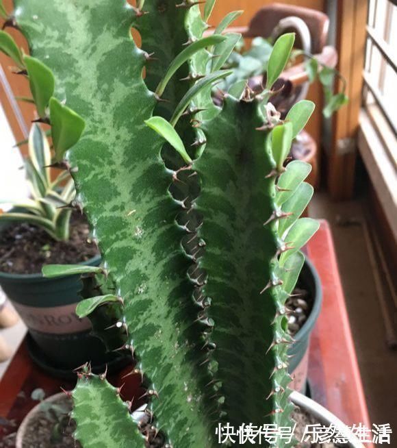 墨麒麟|虽然带“刺”，却是好宝贝，养在家中可以镇宅，能净化室内空气