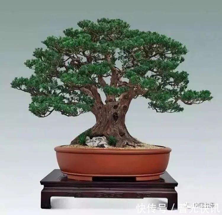 这两种盆景能当传家宝,被爱好者当“心头肉”