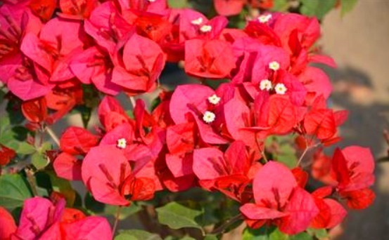 老花农悄悄地告诉你这种花很漂亮,还特别好养,赶紧抱回家吧