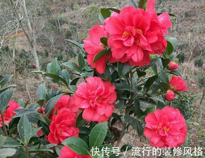 公认难养的4种花，没点经验真的养不好，新手花友别轻易尝试