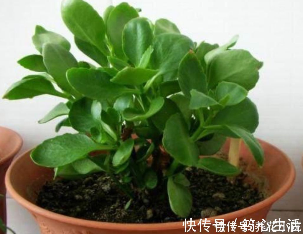 休眠|长寿花已在“休眠中”，现在就怕4件事，别去打扰它