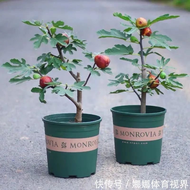五种水果小盆栽，在家也能种，好看又美味，果实甜如蜜！
