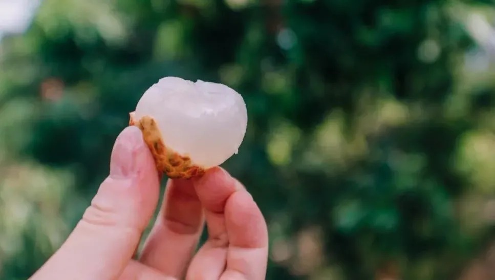 荔枝病|吃这种水果会引发低血糖?吃了还会被查出酒驾?真相来了