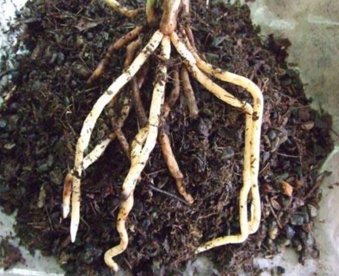 土壤|养花土壤选择很关键，以下2种土养花，比鸡蛋壳管用，值得试试看