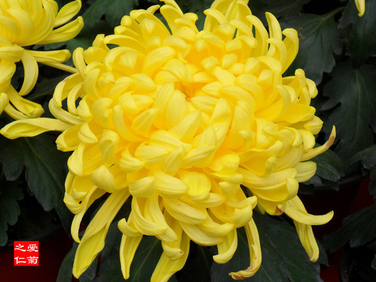 喜欢菊花,不如养盆“菊中珍品”秋水明月,似明月圆满,色泽鲜艳