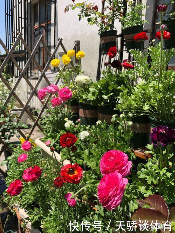 家庭养花,这5种必选,花期长开花量大,尤其是龙吐珠太美了