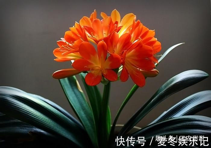 发财树|5种“花”养家中,能招财,能“镇宅”,比绿萝、发财树强多了!