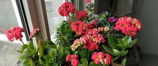 阳台种上这6种常年开花植物 一整年不愁没花赏 快资讯